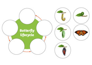 butterfly lifecycle