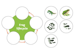frog lifecycle